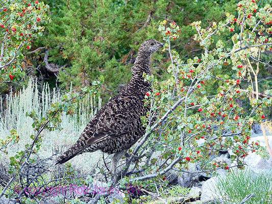 Movie 4 - Gooseberry Grouse, Day10, 7mb